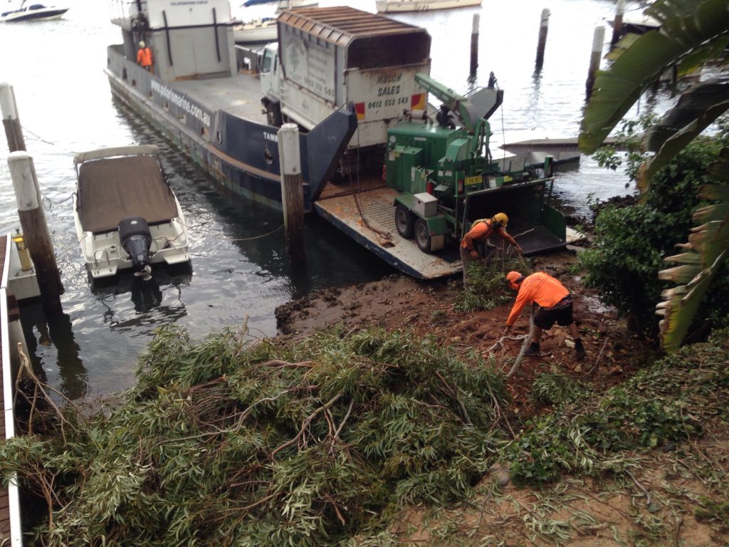 barge tree removal