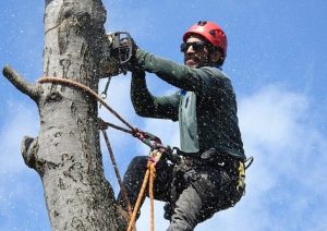 ace arbor tree removal