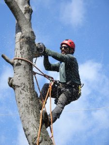 tree removal