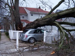 storm damage trees