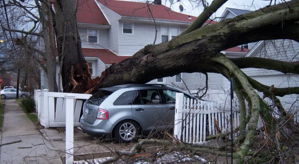 storm damage trees