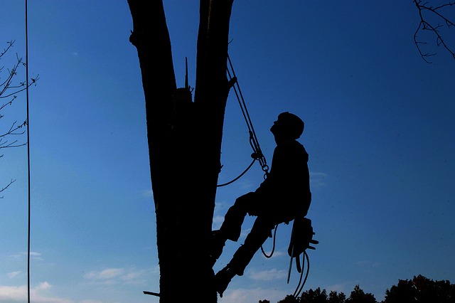 tree removal northern beaches