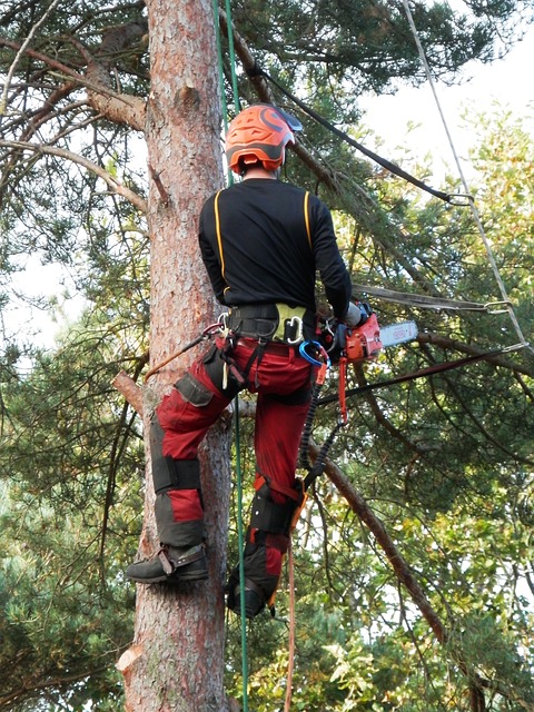 tree removal northern suburbs